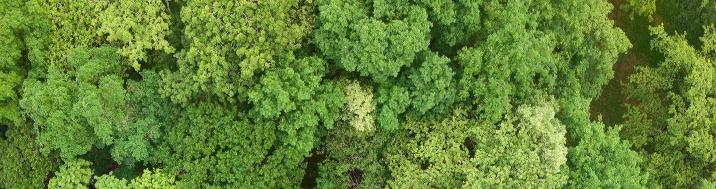 Imagem mostrando várias árvore de cima com um rio, em tons fortes | La Roche-Posay